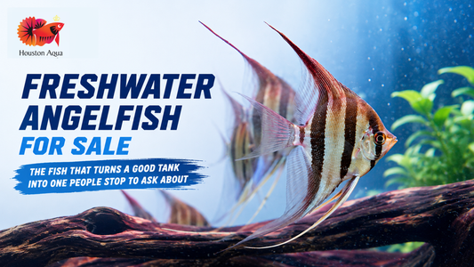 Freshwater Angelfish for Sale: The Fish That Turns a Good Tank Into One People Stop to Ask About