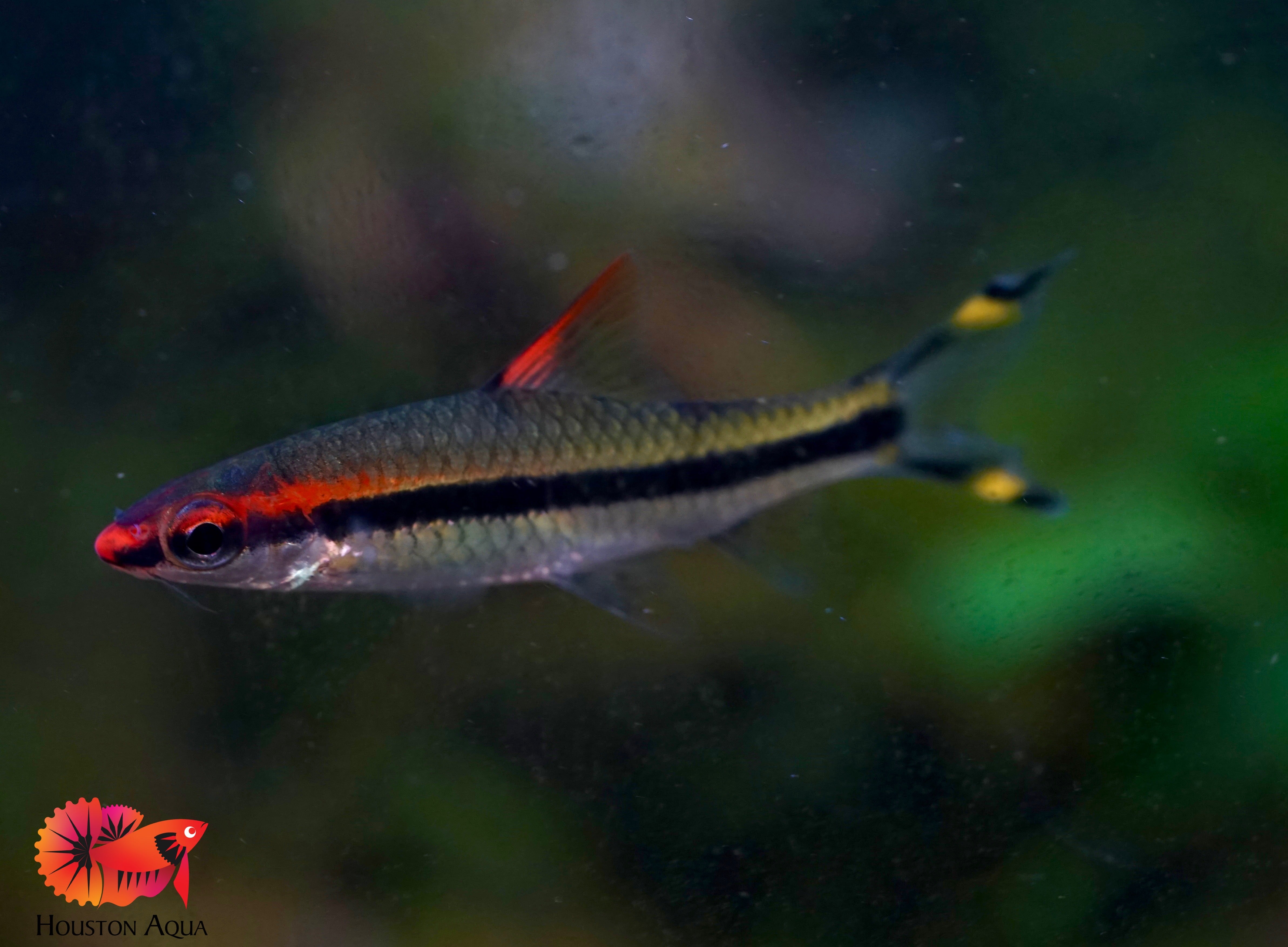 Nano Aquatic Fish – Houston Aqua
