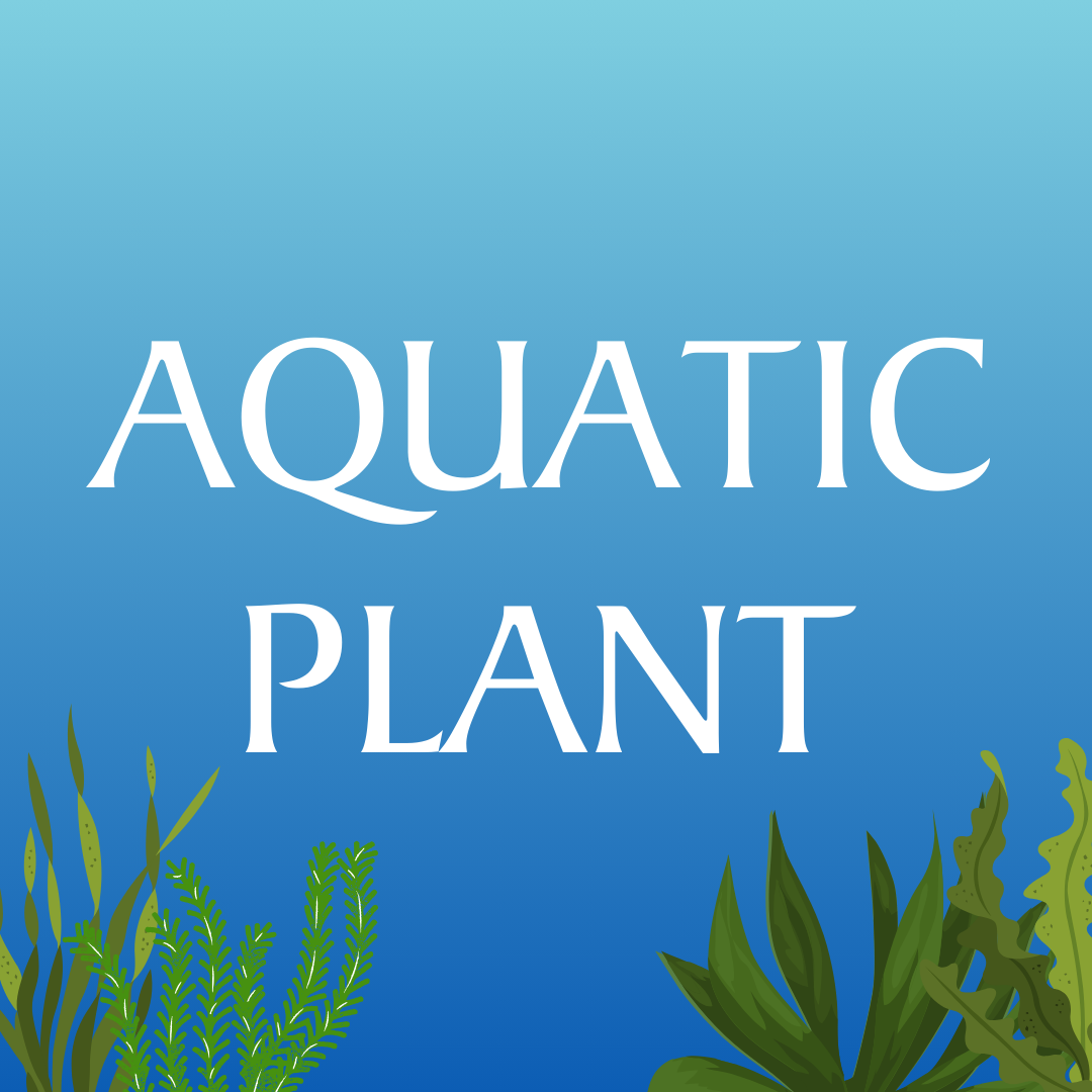 All Aquatic Plant Houston Aqua