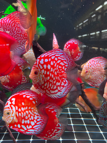 High Body “Heart Shape” Red Panda Discus size 5-6” Premium Grade Discus