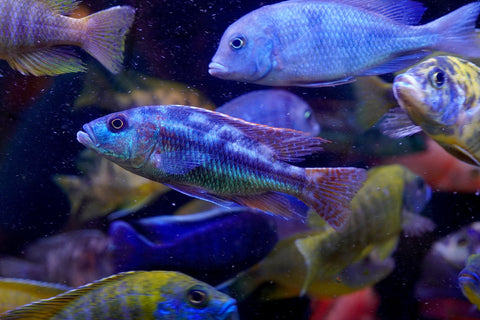 Fusco Haps Cichlids Malawi - African Cichlids Size 4.5”
