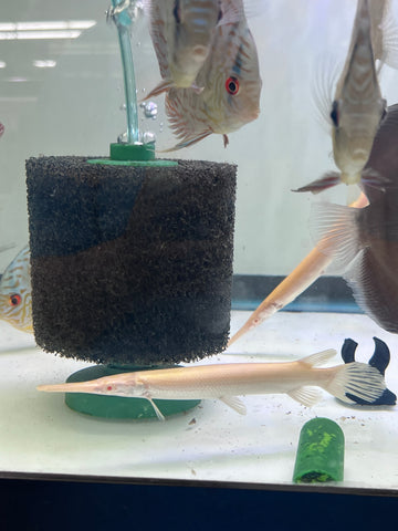 Albino Florida Gar Fish size 8-10”