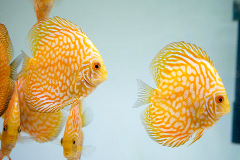 Yellow Pigeon Discus Size 3.5"-4"