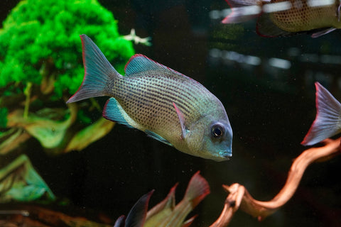 * RARE * Menarambo (Paretroplus menarambo) Madagascar Cichlids Captive Breed (Wild Extinct)