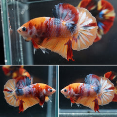 #4 Orange Rainbow Candy Nemo Koi Galaxy Halfmoon Plakat Tail - Live Aquarium Male Betta Fish