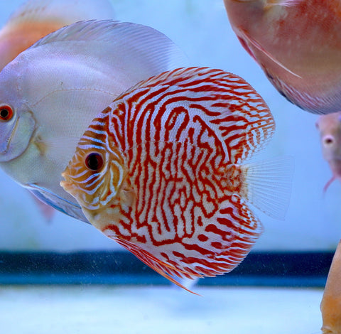 Red Tiger High Body Discus size 4.5” Premium Grade Discus