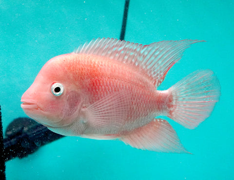 #2 *NEW (SRM) Super Red Monkey size 4.5” Male Flowerhorn