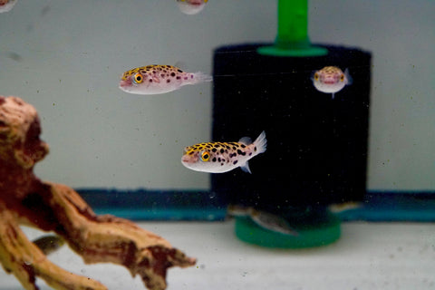 Green Spotted Puffer (Braskish Water)