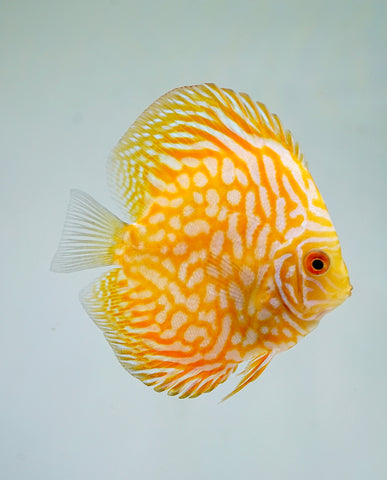 Yellow Pigeon Discus Size 3.5"-4"