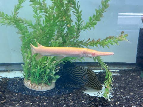 Albino Alligator Gar Fish size 8-10”