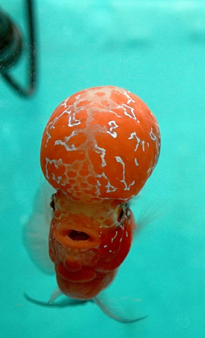 #3 Super Red Dragon Flowerhorn (Super Big Hump Head)