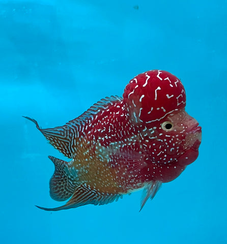 New Arrival #3 Two Tones Super Red Dragon Male Flowerhorn (SRD 2 tones color)