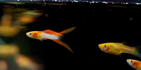 *RARE* Double Swords Red Wild Endler Guppy