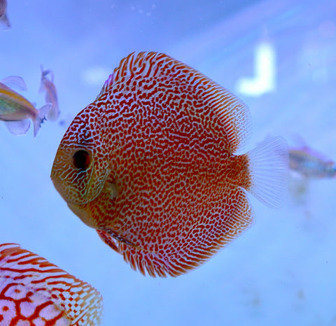 Leopard “Panthera” High Body Discus size 4.5” Premium Grade Discus