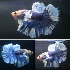 #2 Rare Grizzle Color Dumbo Butterfly Over Halfmoon Tail - High Quality Live Aquarium Male Betta Fish