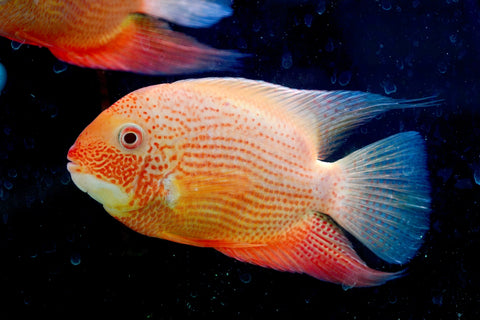 (Limited Stock) Gold Red Spot Severum Cichlid (size 5-5.5”) Large