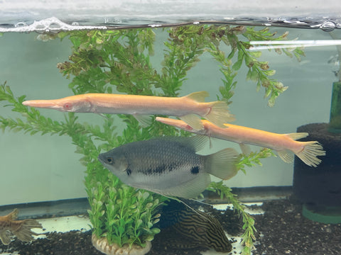 Albino Alligator Gar Fish size 8-10”
