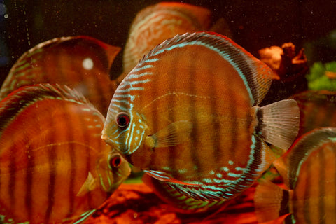 (Brazil Imported)Nhamunda River Red Wild Discus Size Large 6.5”-7” Special Order Wild Discus Fish