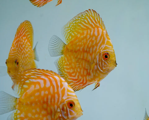 Yellow Pigeon Discus Size 3.5"-4"