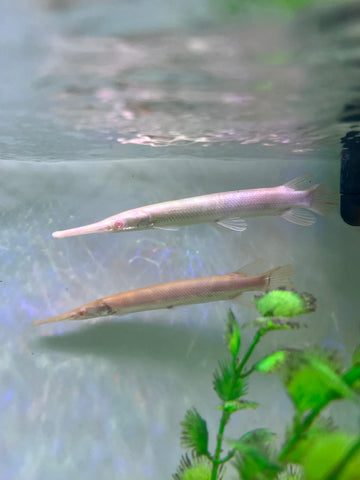Albino Florida Gar Fish size 8-10”