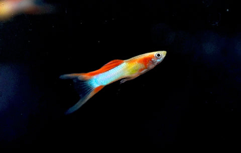 *RARE* Double Swords Red Wild Endler Guppy