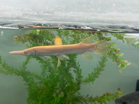 Albino Alligator Gar Fish size 8-10”