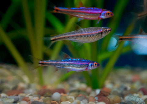 Rainbow Shiner (North American)