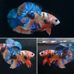 #1 Rainbow Candy Nemo Koi Multi Color Plakat Tail - High Quality Live Aquarium Male Betta Fish