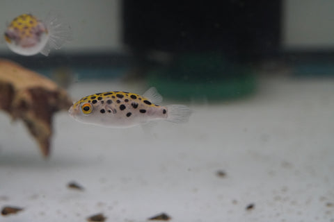 Green Spotted Puffer (Braskish Water)