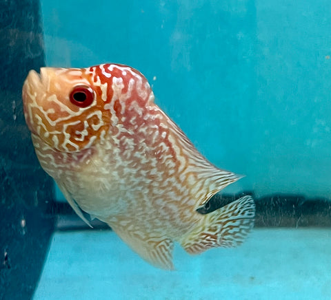 New Arrival #5 Golden Base Kamfa Male Flowerhorn (Mini Size 2.5”) Potential Small Kamfa