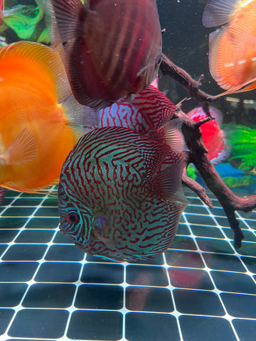 High Body “Heart Shape” Red Tiger Discus size 5-6” Premium Grade Discus