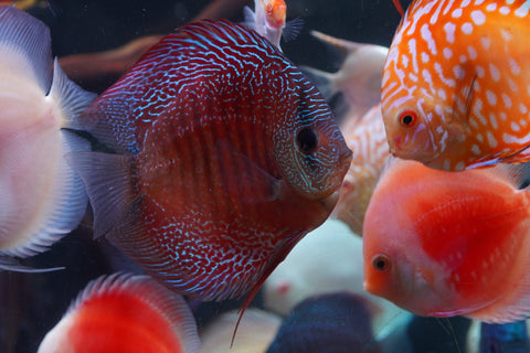 Leopard Snakeskin High Body Discus size 4.5” Premium Grade Discus