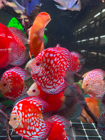 High Body “Heart Shape” Red Panda Discus size 5-6” Premium Grade Discus