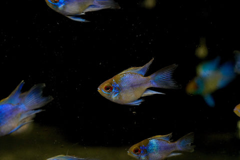 RARE Electric Blue Balloon Ram Cichlids (Short Body)