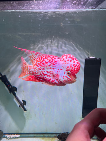 #2 VIP Thick Pearl Golden Base Red Kamfa F2 Flowerhorn size 6” Premium VIP Collection Grade (High-End Flowerhorn)