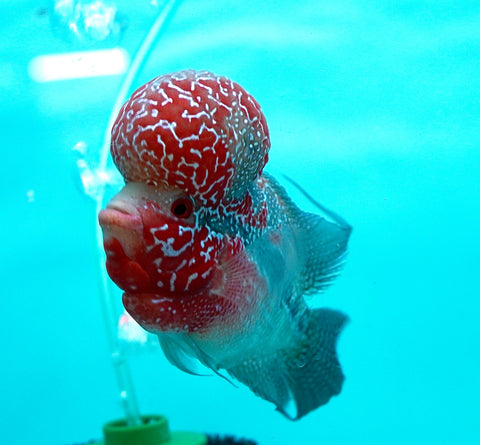 #6 Super Red Dragon Flowerhorn (Super Big Hump Head) size 5"