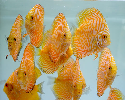 Yellow Pigeon Discus Size 3.5"-4"