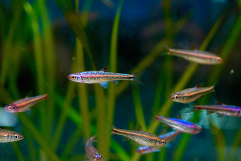 Rainbow Shiner (North American)