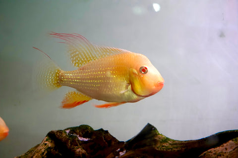 Albino Heckelii - Geopharus Cichlid Live Fish (Size 3.5"-4")