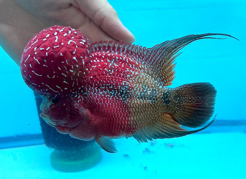 [LIMITED] New Arrival Large Two Tones Super Red Dragon Male Flowerhorn (SRD 2 tones color) size 5.5”