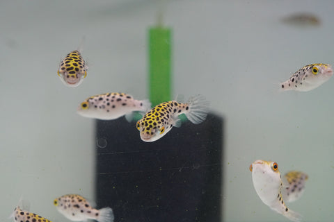 Green Spotted Puffer (Braskish Water)