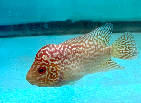 New Arrival #5 Golden Base Kamfa Male Flowerhorn (Mini Size 2.5”) Potential Small Kamfa