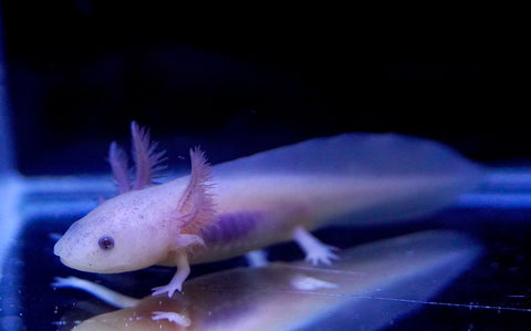 Lucy Axolotl SIZE 3-3.5”