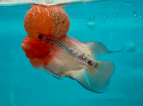 #1 Super Red Dragon Flowerhorn (Super Big Hump Head)