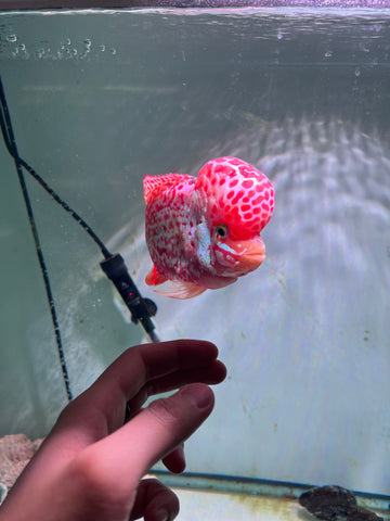 #2 VIP Thick Pearl Golden Base Red Kamfa F2 Flowerhorn size 6” Premium VIP Collection Grade (High-End Flowerhorn)