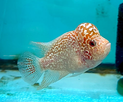 New Arrival #4 Golden Base Kamfa Male Flowerhorn (Mini Size 2.5”) Potential Small Kamfa