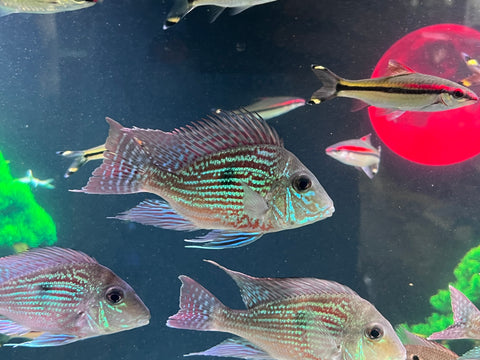 Geophagus Sveni Size 5”