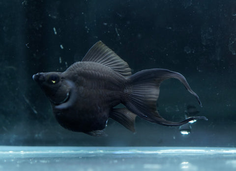 Breeding Size Black Balloon Molly