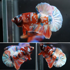 #5 Rainbow Candy Nemo Koi Galaxy Halfmoon Plakat Blue Tail - Live Aquarium Male Betta Fish