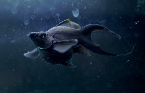 Breeding Size Black Balloon Molly